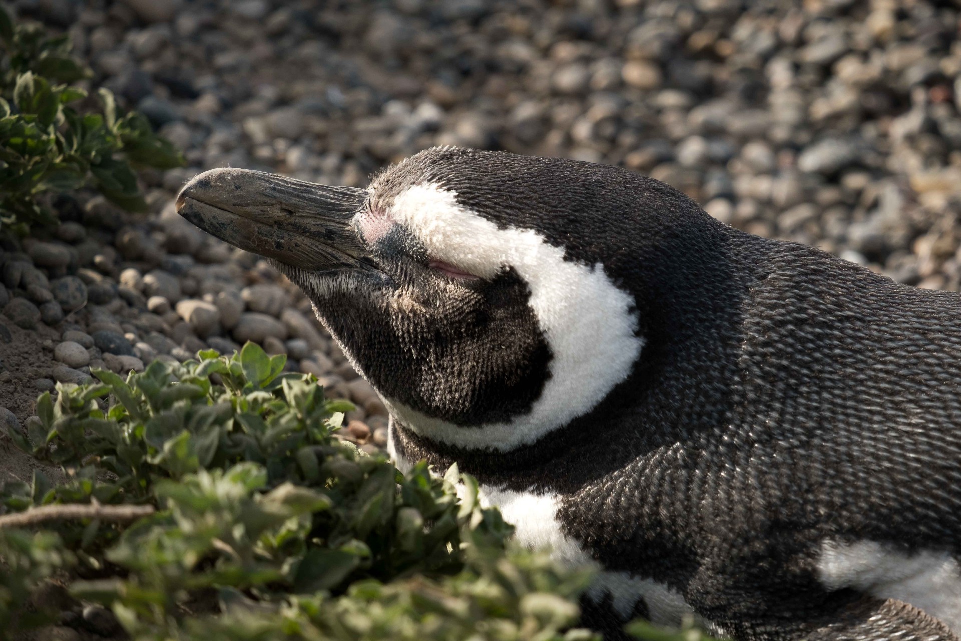 Penguin resting on a rocky shore
