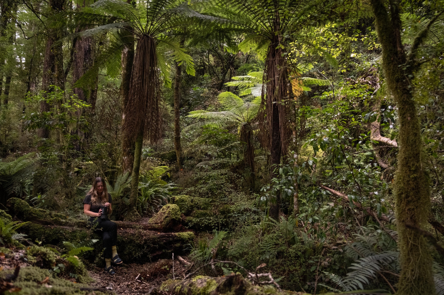 Person resting among native tree ferns in the forest