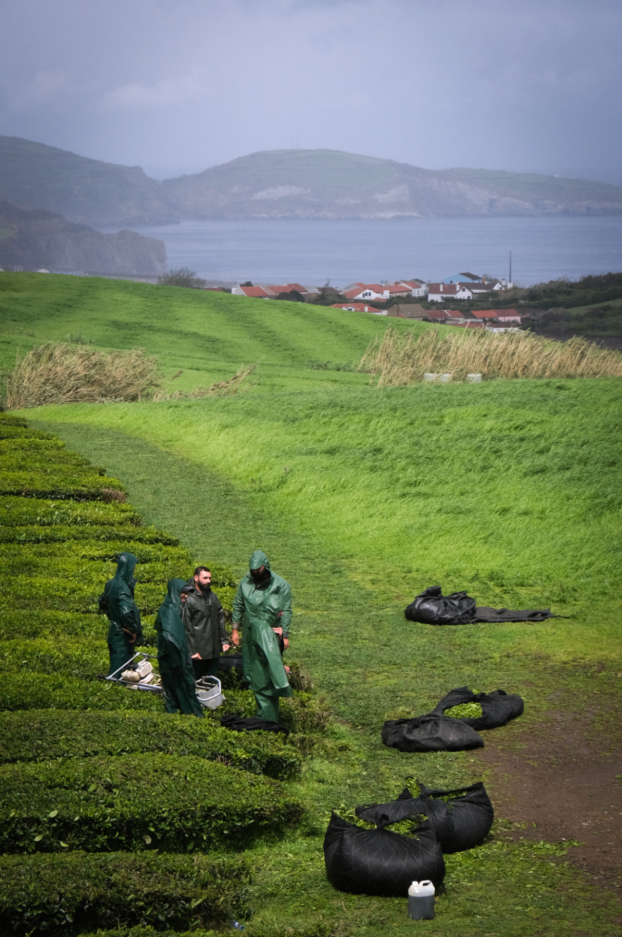Tea harvesters working a coastal field in the rain