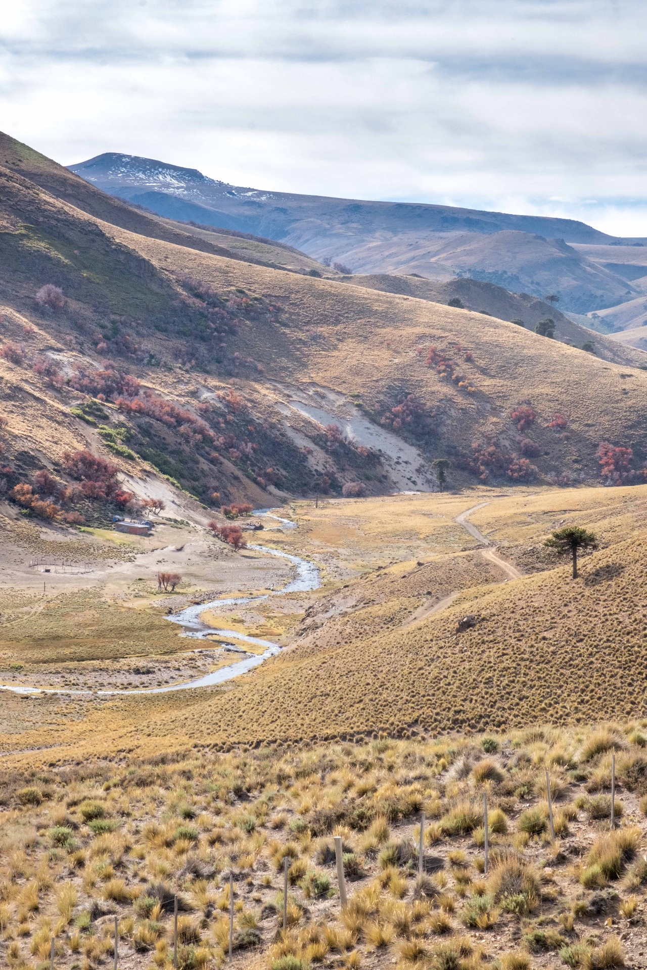 Patagonian steppe with a winding stream