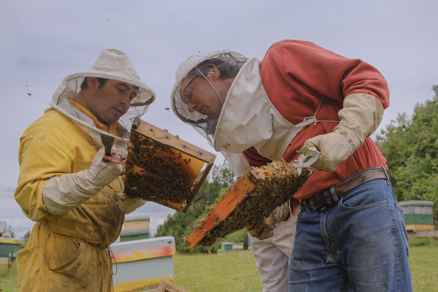 Beekeepers inspecting hive frames